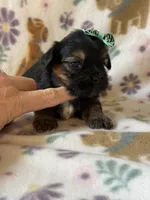 Zuma, a female Yorkshire Terrier for sale in Dahlonega, GA – 3 of 5