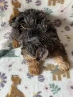 Rocky, a male Yorkshire Terrier for sale in Dahlonega, GA – 2 of 3