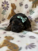 Zuma, a female Yorkshire Terrier for sale in Dahlonega, GA – 4 of 5