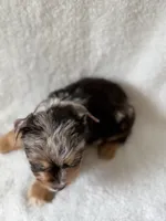 Bo , a male Yorkshire Terrier for sale in Dahlonega, GA – 6 of 7