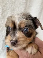 Bo , a male Yorkshire Terrier for sale in Dahlonega, GA – 7 of 7