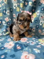 Ellie, a female Yorkshire Terrier for sale in Dahlonega, GA – 5 of 7