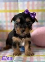 Elsa, a female Yorkshire Terrier for sale in Dahlonega, GA – Photo 1 of 5