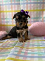 Elsa, a female Yorkshire Terrier for sale in Dahlonega, GA – Photo 3 of 5