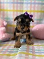 Elsa, a female Yorkshire Terrier for sale in Dahlonega, GA – Photo 2 of 5