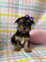 Elsa, a female Yorkshire Terrier for sale in Dahlonega, GA – Photo 4 of 5