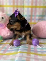 Elsa, a female Yorkshire Terrier for sale in Dahlonega, GA – Photo 5 of 5