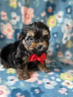 Mickey, a male Yorkshire Terrier for sale in Dahlonega, GA – 2 of 4