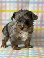 Glacier, a male Yorkshire Terrier for sale in Dahlonega, GA – Photo 1 of 5