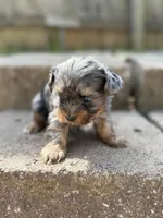 Glacier, a male Yorkshire Terrier for sale in Dahlonega, GA – Photo 5 of 5