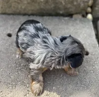 Glacier, a male Yorkshire Terrier for sale in Dahlonega, GA – Photo 4 of 5