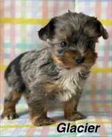 Glacier, a male Yorkshire Terrier for sale in Dahlonega, GA – Photo 2 of 5