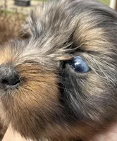 Glacier, a male Yorkshire Terrier for sale in Dahlonega, GA – Photo 3 of 5