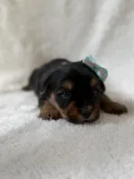 Roxy, a female Yorkshire Terrier for sale in Dahlonega, GA – 4 of 4