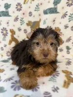 Luke, a male Yorkshire Terrier for sale in Dahlonega, GA – 3 of 3