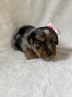 Ellie, a female Yorkshire Terrier for sale in Dahlonega, GA – 2 of 4