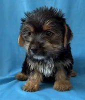 Pluto, a male Yorkshire Terrier for sale in Dahlonega, GA – 2 of 5