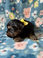 Mickey, a male Yorkshire Terrier for sale in Dahlonega, GA – 2 of 4