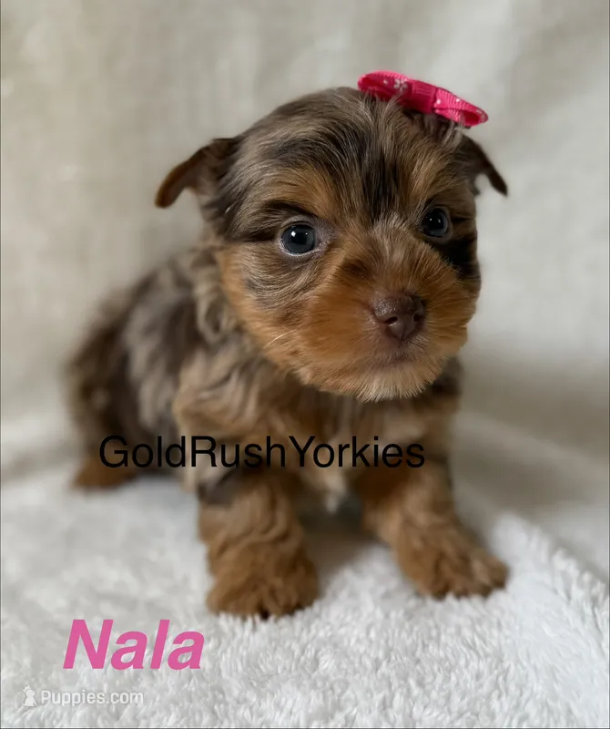 Nala – Yorkshire Terrier puppy for sale in Dahlonega, GA