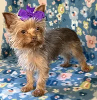 Sadie, a female Yorkshire Terrier for sale in Dahlonega, GA – 2 of 10