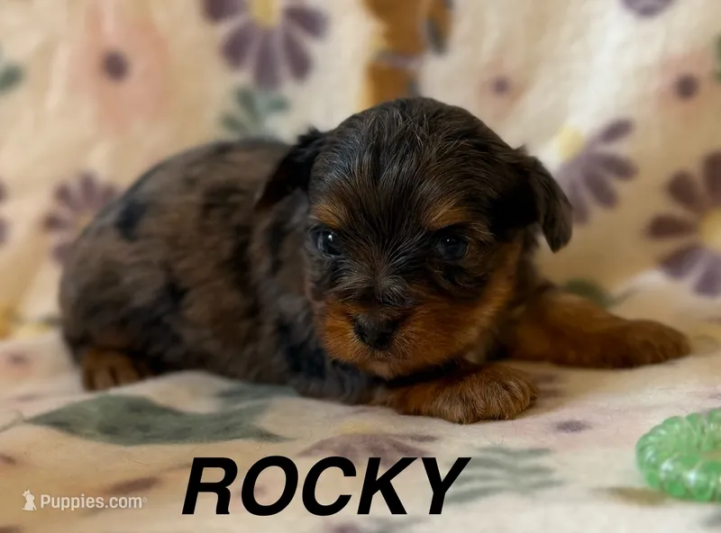 Rocky – Yorkshire Terrier puppy for sale in Dahlonega, GA
