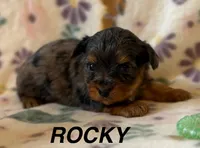 Rocky, a male Yorkshire Terrier for sale in Dahlonega, GA – 1 of 5