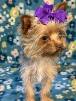 Sadie, a female Yorkshire Terrier for sale in Dahlonega, GA – 6 of 10