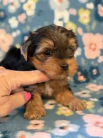  Red, a male Yorkshire Terrier for sale in Dahlonega, GA – 3 of 5