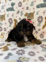 Peachy, a female Yorkshire Terrier for sale in Dahlonega, GA – 2 of 4