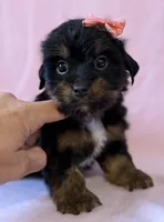 Peachy girl, a female Yorkshire Terrier for sale in Dahlonega, GA – 3 of 3