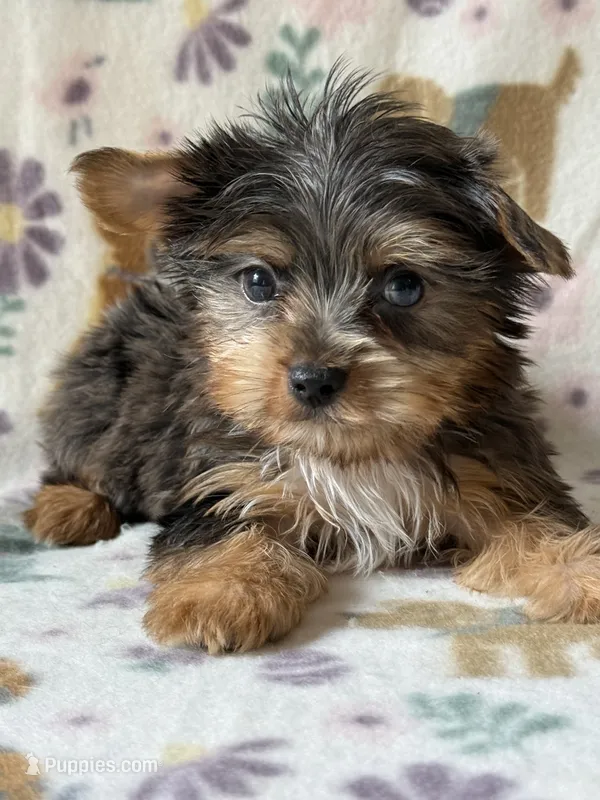 Rocky – Yorkshire Terrier puppy for sale in Dahlonega, GA