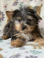 Rocky, a male Yorkshire Terrier for sale in Dahlonega, GA – 1 of 3