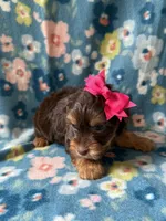 Zoe, a female Yorkshire Terrier for sale in Dahlonega, GA – 2 of 4