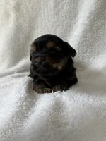 Mickey, a male Yorkshire Terrier for sale in Dahlonega, GA – 5 of 5