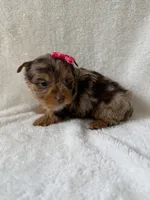 Nala, a female Yorkshire Terrier for sale in Dahlonega, GA – 4 of 4