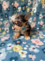 Bo , a male Yorkshire Terrier for sale in Dahlonega, GA – 3 of 4