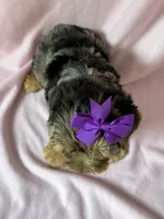 Ellie, a female Yorkshire Terrier for sale in Dahlonega, GA – 5 of 5