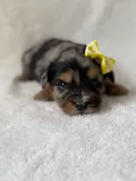 Millie, a female Yorkshire Terrier for sale in Dahlonega, GA – 2 of 4
