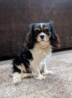Alexi, a  Bernese Mountain Dog and Cavalier King Charles Spaniel for sale in Lakeville, OH – 2 of 2