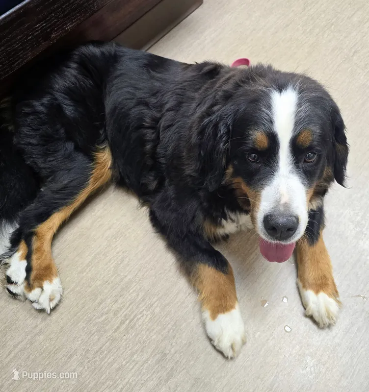 Alexi – Bernese Mountain Dog, Cavalier King Charles Spaniel puppy for sale in Lakeville, OH