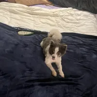 Twinkle 9 yrs. Old, a female Pomeranian for sale in Vacaville, CA – Photo 2 of 4