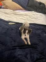 Twinkle 9 yrs. Old, a female Pomeranian for sale in Vacaville, CA – Photo 2 of 4