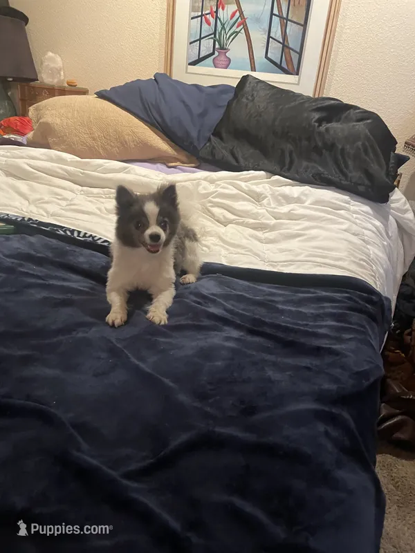 Twinkle 9 yrs. Old, a female Pomeranian for sale in Vacaville, CA – Photo 1 of 4