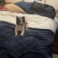 Twinkle 9 yrs. Old, a female Pomeranian for sale in Vacaville, CA – Photo 1 of 4