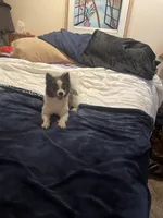 Twinkle 9 yrs. Old, a female Pomeranian for sale in Vacaville, CA – Photo 1 of 4