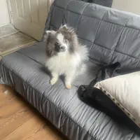 Twinkle 9 yrs. Old, a female Pomeranian for sale in Vacaville, CA – Photo 4 of 4