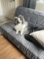 Twinkle 9 yrs. Old, a female Pomeranian for sale in Vacaville, CA – Photo 4 of 4