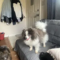 Twinkle 9 yrs. Old, a female Pomeranian for sale in Vacaville, CA – Photo 3 of 4