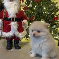 LilBoy, a male Pomeranian for sale in Vacaville, CA – Photo 5 of 5