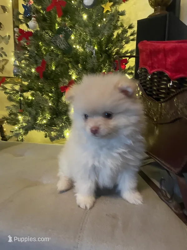 LilBoy, a male Pomeranian for sale in Vacaville, CA – 1 of 5